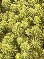 Myriophyllum aquaticum