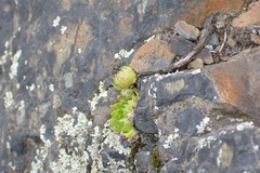 Sempervivum globiferum
