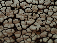 Xylobolus frustulatus