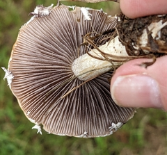 Stropharia coronilla