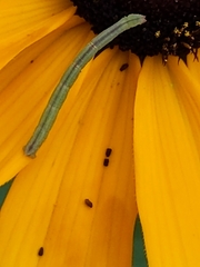 Chlorochlamys chloroleucaria