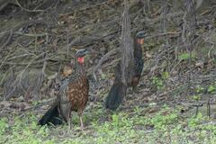 Penelope ochrogaster