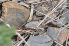 Platycleis albopunctata