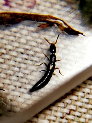 Xantholinus
