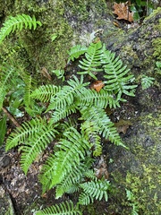Polypodium appalachianum