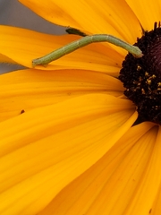 Chlorochlamys chloroleucaria