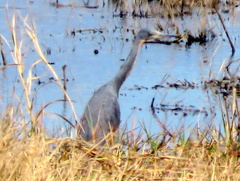 Egretta vinaceigula