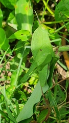 Xyleus discoideus