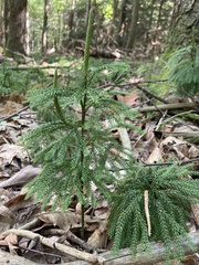 Dendrolycopodium