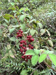 Rubus