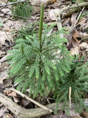 Dendrolycopodium