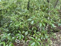 Kalmia latifolia