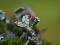 Cladonia digitata