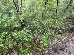 Kalmia latifolia