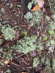 Cladonia subtenuis