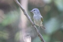 Tyrannidae