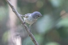 Tyrannidae
