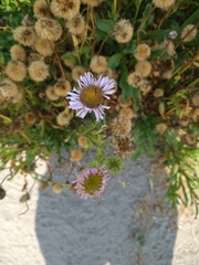 Erigeron glaucus