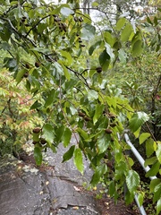 Betula nigra