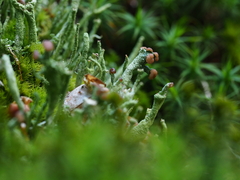 Cladonia furcata