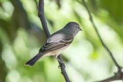 Tyrannidae