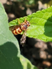 Dianthidium