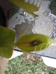 Myllocerus undecimpustulatus