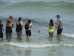 Carcharhinus limbatus