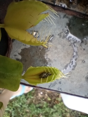 Myllocerus undecimpustulatus