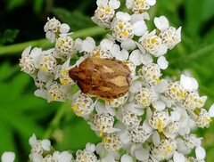 Eurygaster testudinaria
