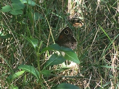 Calisto obscura