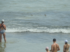 Carcharhinus limbatus