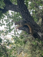 Sciurus niger