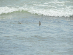 Carcharhinus limbatus