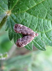 Anthophila fabriciana