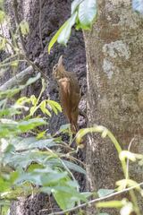 Xiphorhynchus guttatus