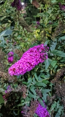Buddleja davidii