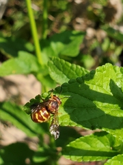 Dianthidium