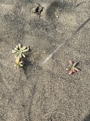 Camissoniopsis cheiranthifolia