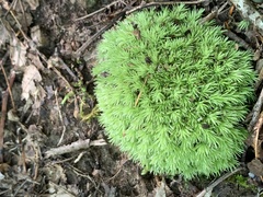 Leucobryum