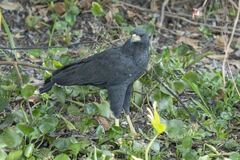 Buteogallus urubitinga