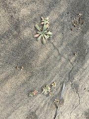 Camissoniopsis cheiranthifolia