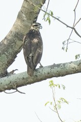 Buteogallus urubitinga