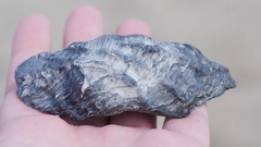 Crassostrea virginica