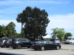 Casuarina equisetifolia