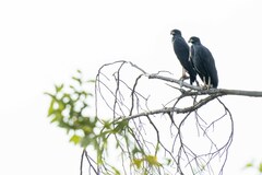 Buteogallus urubitinga