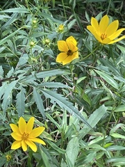 Bidens aristosa