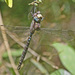 Riffle Darner - Photo (c) Jerry Oldenettel, some rights reserved (CC BY-NC-SA)