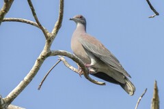Patagioenas cayennensis