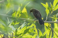 Agelasticus cyanopus